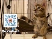 Furry pussycat toy review. Here’s a toy that will make you jump for joy!