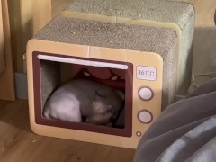 living alone philippines [naked version] morning routine vlog