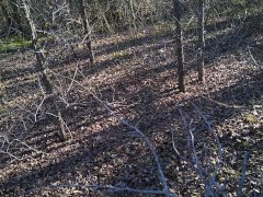 Outdoor Fairytale, Nipple Play, Masturbation