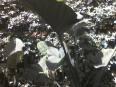 PISSING IN PIBLIC….ALMOST CAUGHT