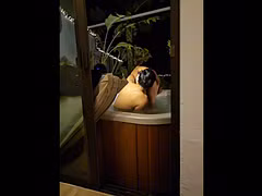 Sissy lola en vinyl violet se caresse et se prends des doigts dans le cul par stessy dans un jacuzzi