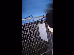 Sissy Sadie Humiliated by Public Wedgie