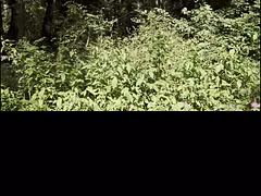 trailer_Mesmeriza_40_01_MOV_CINEMA_CLIP_855_20250823130053420777_